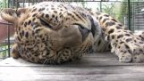 Leopardul vrea drăgălaș