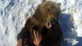 Cómo probar los dientes de un oso