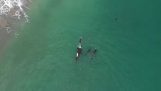 Kosatky se blíží plavce (nový Zéland)