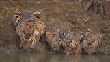 Tigern mamma och hennes ungar stoppas törstig