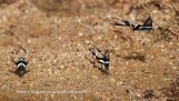 meges Lamproptera: fluturi cu “Coada Dragonului”