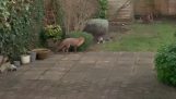 一只猫和一只狐狸在花园里玩