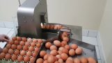 機器打散雞蛋從蛋清蛋黃