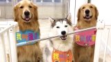 Tre cani e un bastone