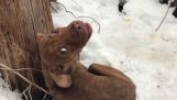 Rettung eines befürchteten streunender Hund vor Kälte