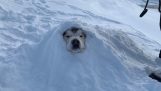 Le chien sous la neige