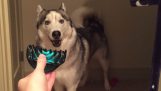 Hund behandelt einen Verschluss für das Haar