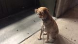 Reaktionen av en hund framför en stängd djuraffär