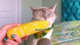 En katt äter majs ASMR