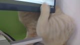 Cat probeert geschraapt achter een scherm