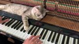 ea “Fluxurile de râu în tine” pian, împreună cu o pisică