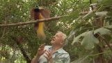 Un uccello interrompe continuamente David Attenborough