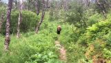 Los excursionistas encuentran con un oso pardo