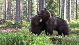 Két medve párbajt