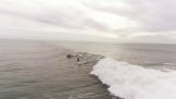 Surfing yhdessä delfiinien