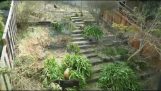 Deset koz eliminovat zahradu v 6 dní