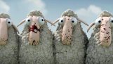 אה כבשים!