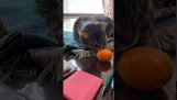Eine Katze trifft eine Mandarine