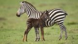 En zebra med pletter
