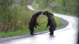 Los dos duelo oso pardo salvaje