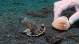 Diver a une nouvelle maison dans une pieuvre