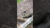 Bir saksağan ve birlikte oynayan bir kedi