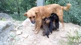 Mom herontdekt haar pups