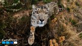Fehér leopárd találkozik egy GoPro kamerát