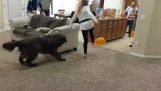Giocando con palloncini e cane