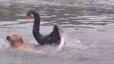 Swan attacking a dog