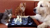 Når du ønsker at spille skak med en ven, men du fyre