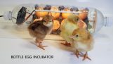 Konstruktion af en improviseret æg inkubator
