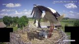 Stork throws one of its young out of the nest
