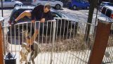 Pies ucieka od właścicieli i atakujących człowieka biega