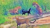 Tres leopardos contra un tejón
