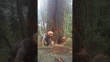 Leñador tratando de escapar de un árbol