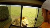 Турист пытается успокоить лев в сафари