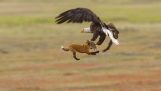 Eagle stjæler et måltid ræv