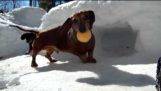 Игра на хокей със сладко дакел кучета
