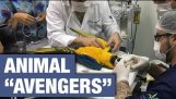 Veterinärer använder 3D-utskrifter för att spara djurens liv