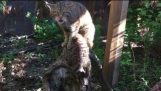 Chester hayvanat bahçesindeki nadir İskoç yaban kedisi kedi yavrusu