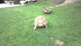 tortoise helps a friend who’s flipped over…..