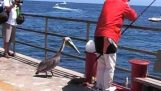 Pelican spiser en snack en fisk