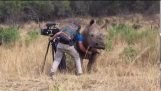 Filming nært og personlig med en Rhino!
