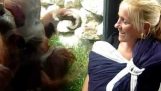 Orangután quiere ver bebé