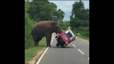 Elefant umkippt Tuk Tuk auf der Suche nach Nahrung