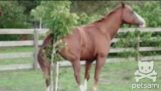 Hest klør sin rumpe på en liten tre