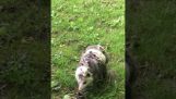 Baby opossums gå en tur