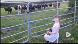 Menina serenatas rebanho de vacas