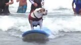 Szörfözés kutya